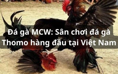 Đá gà trực tiếp MCW: Sân chơi đá gà Thomo hàng đầu Việt Nam