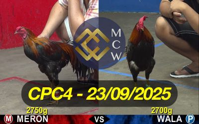 ĐÁ GÀ TRỰC TIẾP CPC4 NGÀY 23/09/2025
