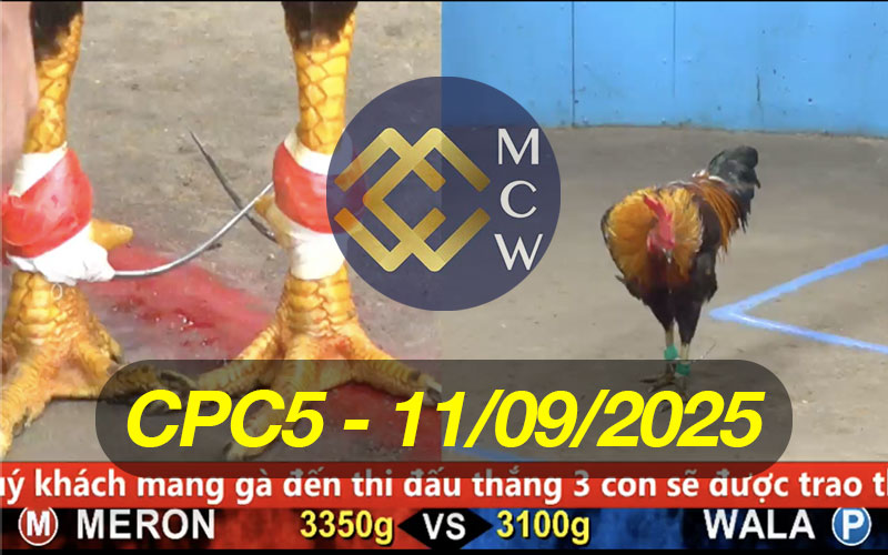 ĐÁ GÀ TRỰC TIẾP CPC5 NGÀY 11/09/2025