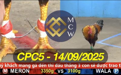 ĐÁ GÀ TRỰC TIẾP CPC5 NGÀY 14/09/2025